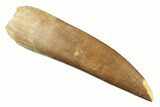 Fossil Plesiosaur (Zarafasaura) Tooth - Morocco #269236-1